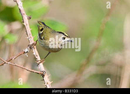 Goldcrest Regulus Regulus Suffolk April Stockfoto