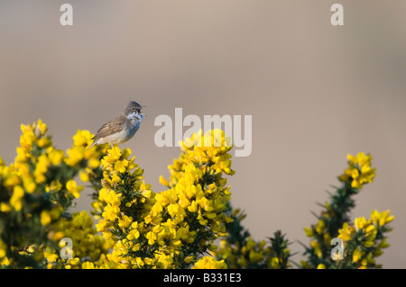 Whitethroat Sylvia Communis in Lied kann Minsmere RSPB Reserve Stockfoto