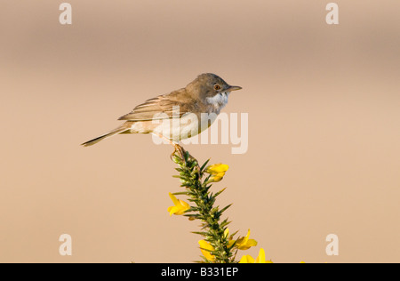 Whitethroat Sylvia Communis Minsmere RSPB Reserve Mai Stockfoto