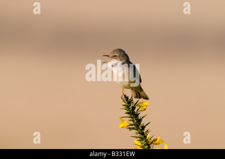 Whitethroat Sylvia Communis in Lied kann Minsmere RSPB Reserve Stockfoto