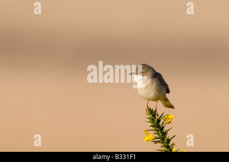 Whitethroat Sylvia Communis Minsmere RSPB Reserve Mai Stockfoto