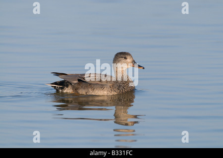 Gadwall Anas Strepera männlich Minsmere Suffolk April Stockfoto