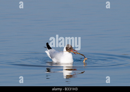 Black leitete Gull Larus Ridibundus Erwachsene mit Nistmaterial auf kratzen am Minsmere RSPB Reserve Suffolk Mai Stockfoto