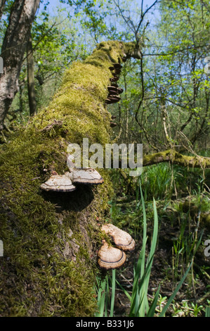 Halterung Pilze wachsen auf umgestürzten Baum im feuchten Wald Norfolk April Stockfoto