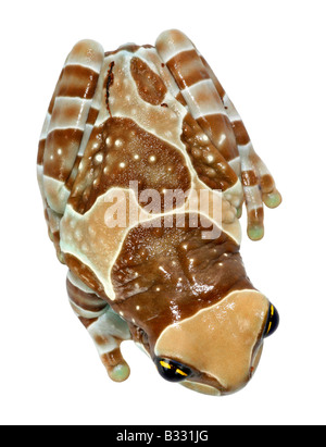 Phrynohyas Resinifictrix, Amazonas Baldachin Frosch Stockfoto