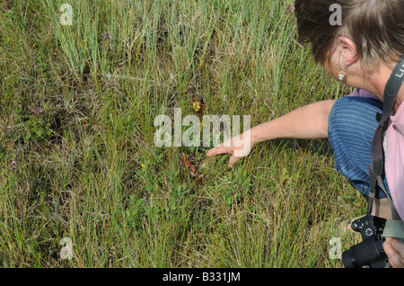 Eine Kannenpflanze wächst im Gros Morne National Park. Diese Pflanzen sind Fleischfresser und die offizielle Blume der Neufundland. Stockfoto