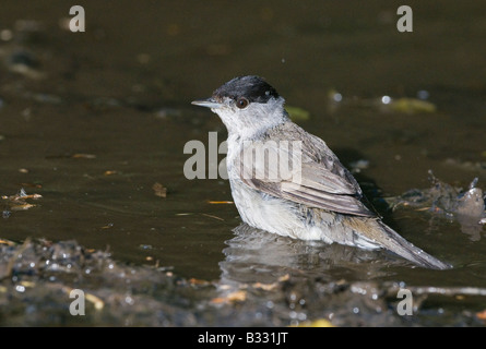 Mönchsgrasmücke Sylvia Atricapilla männlichen Baden in Pfütze Norfolk Frühling Stockfoto