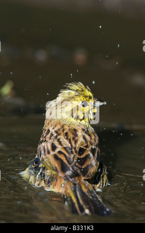 Goldammer Emberiza Citrinella weibliche Baden in Pfütze Norfolk Frühling Stockfoto