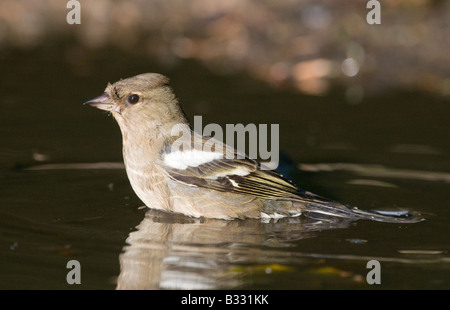 Buchfink Fringilla Coelebs weibliche Baden in Pfütze Norfolk Frühling Stockfoto