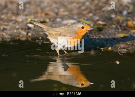 Robin Erithacus Rubecula an Pfütze Norfolk April trinken Stockfoto