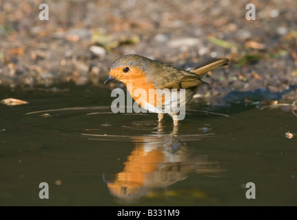 Robin Erithacus Rubecula an Pfütze Norfolk April trinken Stockfoto