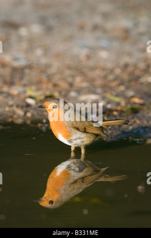 Robin Erithacus Rubecula an Pfütze Norfolk April trinken Stockfoto