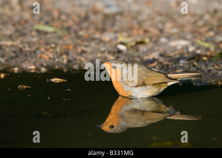 Robin Erithacus Rubecula an Pfütze Norfolk April trinken Stockfoto