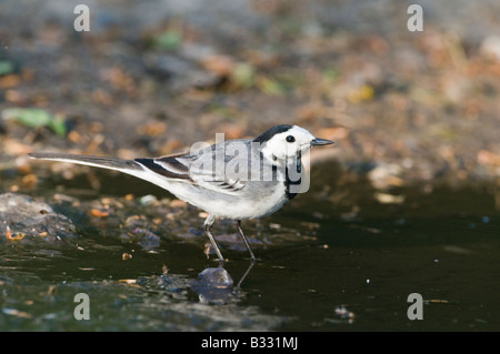 Trauerschnäpper Bachstelze Motacilla Alba weibliche an Pfütze Norfolk April Stockfoto