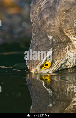 Sparrowhawk Accipiter Nisus trinken am Pool Norfolk Frühling Stockfoto