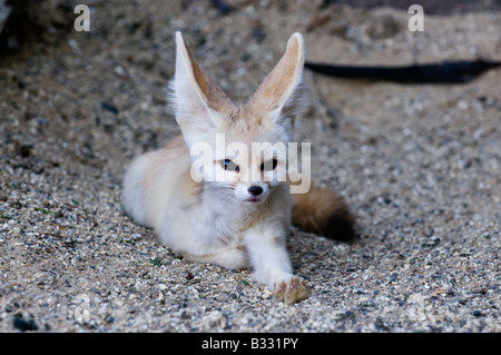 Fennec Desert Fox Fennecus Zerda in Gefangenschaft Stockfoto