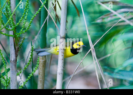 Vermummte Laubsänger Wilsonia Citrina männlichen Peten Guatemala März Stockfoto