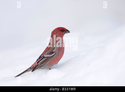 Kiefer Grosbeak Pinicola Enucleator männlich in Nordfinnland März Schnee Stockfoto