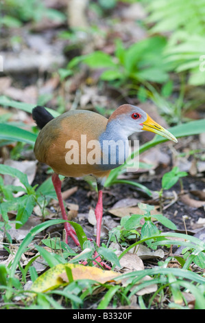 Grey necked Holz Schiene Aramide Cajanea Tikal Guatemala Stockfoto