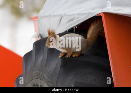 Eichhörnchen auf Rad Schnee Pflügen Oulu Finnland winter Stockfoto