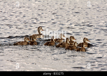 Hen und Entchen schwimmen im Teich am Straßenrand Stockfoto