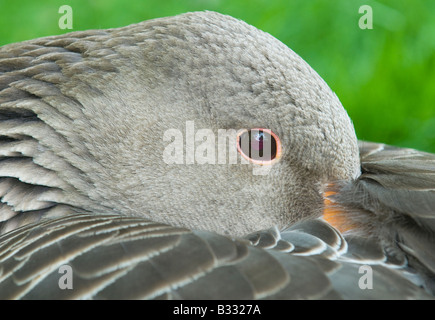 Graugans Gans Anser Anser Cley Norfolk April Stockfoto