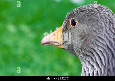 Graugans Gans Anser Anser Cley Norfolk April Stockfoto