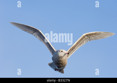 Glaucous Gull Larus Hyperboreus 1. Winter Varanger Fjordnorwegen März Stockfoto