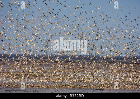 Knoten Sie Calidris Canutus wirbelnden in eine große Herde über die abwaschen Snettisham RSPB Reserve Norfolk August Stockfoto