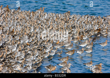 Knoten Calidris Canutus und schwarzen tailed Godwits Limosa Limosa bei Flut Roost auf Insel in Kiesgrube bei Snettisham RSPB Orchesterprobe Stockfoto