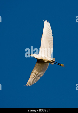 Kleiner Reiher Egretta Garzetta Erwachsenen North Norfolk April Stockfoto