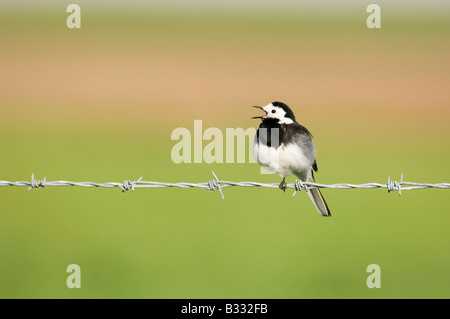 Trauerschnäpper Bachstelze Motacilla Alba männlich im Lied Norfolk Frühling Stockfoto