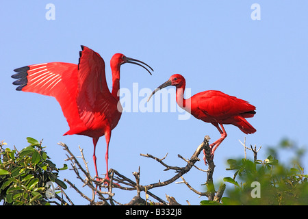 Scarlet Ibis (Eudocimus Ruber), thront auf einem Ast zwei Erwachsene Stockfoto