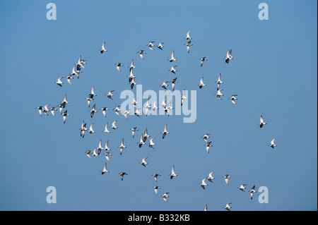 Alpenstrandläufer Calidris Alpina Herde über Kratzen im Minsmere RSPB Reserve Suffolk April Stockfoto