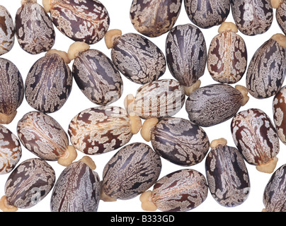 Palma-Christie, Ricinus Communis, Castorpflanze – Öl, Rizinusöl Pflanze, Ricin, Rizinus, Castorbean Stockfoto