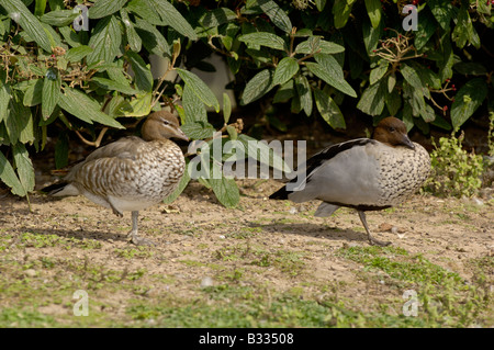 Australische Wood Duck Chenonetta Jubata männliche und weibliche fotografiert in Tasmanien Australien Stockfoto