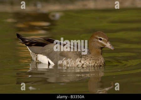 Australische Wood Duck Chenonetta Jubata weibliche fotografiert in Tasmanien Australien Stockfoto