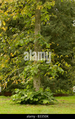 Linde Tilia Americana fotografiert in UK Stockfoto