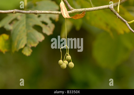 Linde Tilia Americana Nahaufnahme von Obst fotografiert in UK Stockfoto