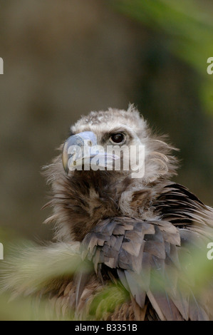 Eurasische Mönchsgeier Cinereous Vulture Aeygypius Monachus fotografiert in Frankreich Stockfoto