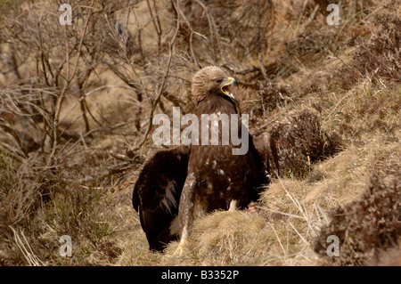 Steinadler Aquila Chrysaetos, Jugendkriminalität, fotografiert in den spanischen Pyrenäen Stockfoto