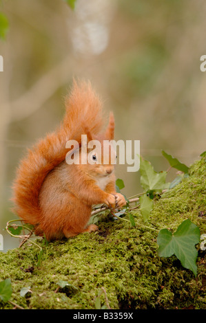 Eichhörnchen Sciurus Vulgaris Bilder aus dem Monat in England Stockfoto