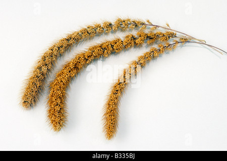 Foxtail Hirse, italienische Hirse (Setaria Italica), Samenköpfe, Studio Bild Stockfoto