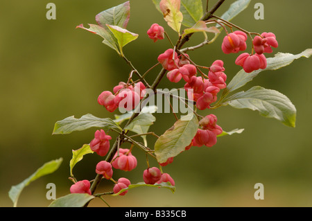 Spindel Baum Euonymus Europaeus, Beeren, fotografiert in England Stockfoto