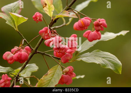 Spindel Baum Euonymus Europaeus, Beeren, fotografiert in England Stockfoto