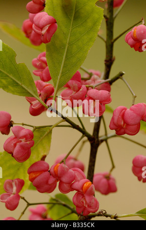 Spindel Baum Euonymus Europaeus, Beeren, fotografiert in England Stockfoto