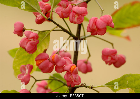 Spindel Baum Euonymus Europaeus, Beeren, fotografiert in England Stockfoto