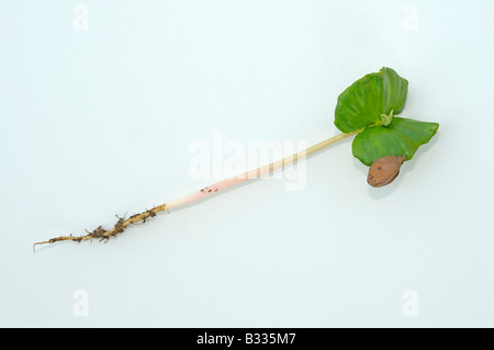 Buche, Rotbuche (Fagus Sylvatica). Sämling mit Wurzel Samen Blätter und Rest Buche Nuss, Studio Bild Stockfoto