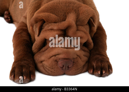 Shar-Pei, Sharpei, Canis Lupus F. Familiaris, Shar-Pei, chinesische Shar-Pei Stockfoto