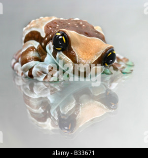 Phrynohyas Resinifictrix, Amazonas Baldachin Frosch Stockfoto